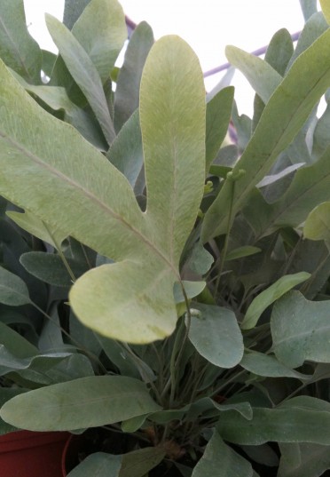 Phlebodium aureum 'Blue Star Fern'