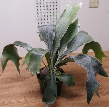 Platycerium bifurcatum 'Staghorn Fern'