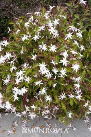 Angel Wing Jasmine