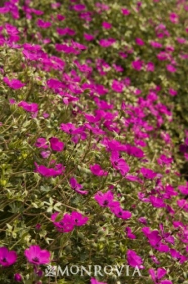 Black-Eyed Magenta Cranesbill