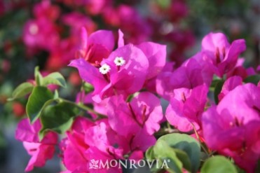 Oo-La-La Bougainvillea