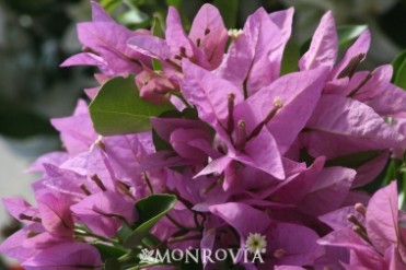 Silhouette Bougainvillea