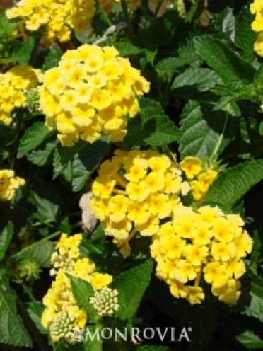 Chapel Hill Yellow Lantana