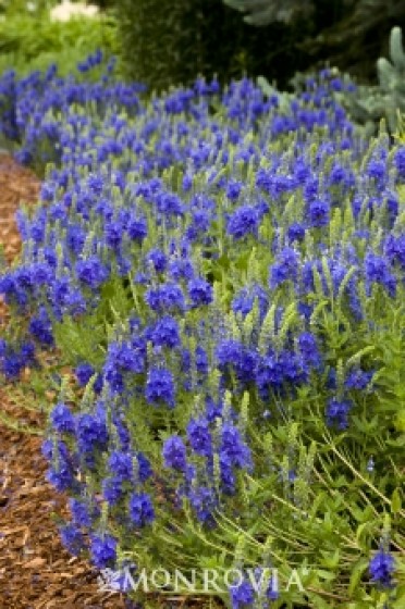 Crater Lake Blue Speedwell