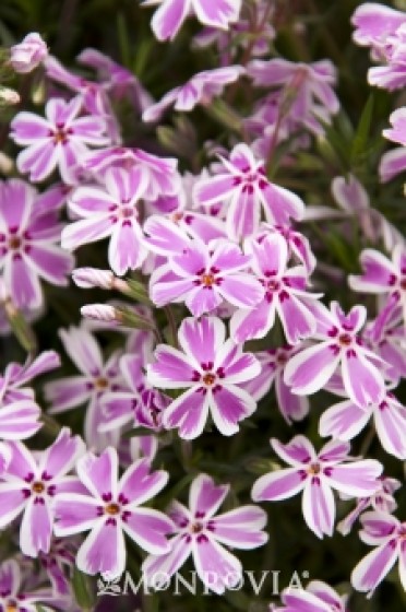 Creeping Phlox Candy Stripe