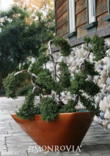 Dwarf Japanese Garden Juniper