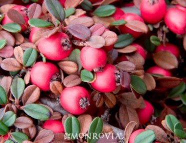 Eichholz Cotoneaster