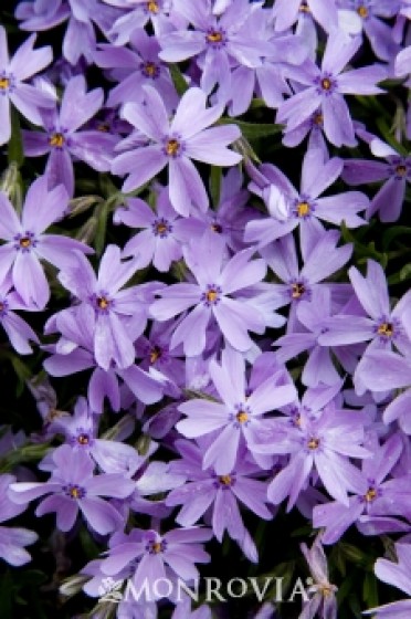 Emerald Blue Creeping Phlox