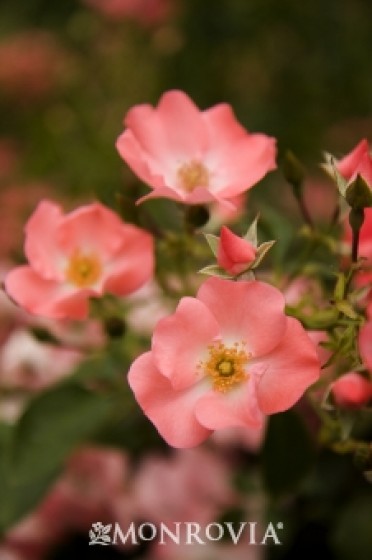 Flower Carpet® Coral Groundcover Rose