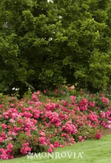 Flower Carpet® Pink Groundcover Rose
