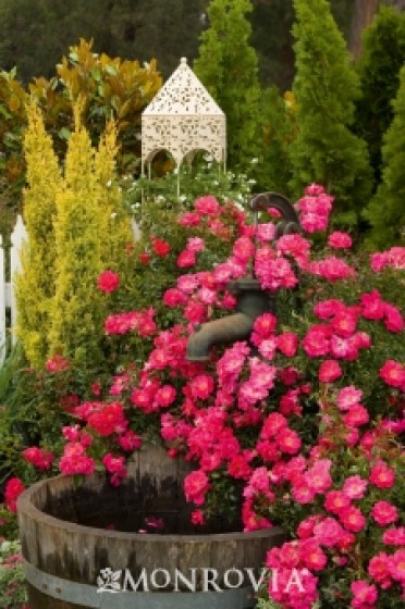 Flower Carpet® Pink Supreme Groundcover Rose