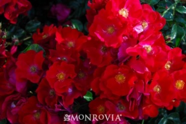 Flower Carpet® Red Groundcover Rose