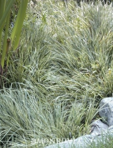 Frosty Curls Sedge