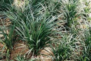 Giant Lilyturf