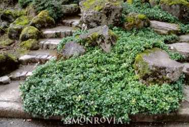 Green Sheen Japanese Spurge