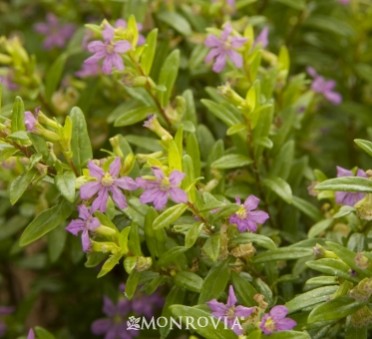 Itsy Bitsy® Lilac False Heather