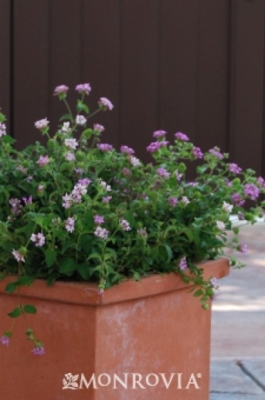 Lavender Swirl® Trailing Lantana