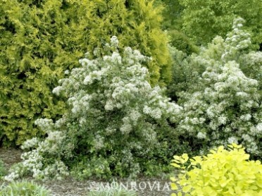 Lowboy Pyracantha