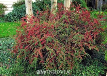 Prostrate Rock Cotoneaster