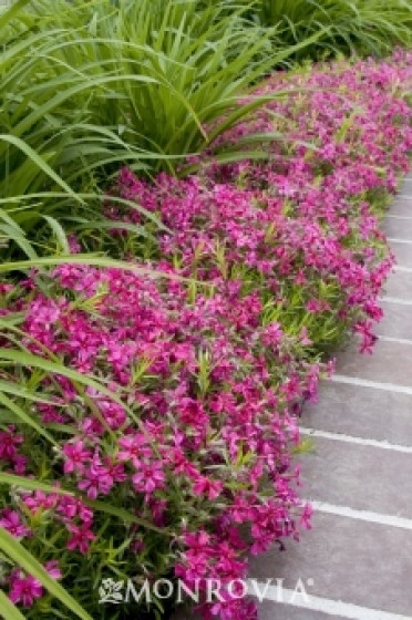 Red Wings Creeping Phlox