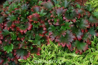 Red-Leafed Mukdenia