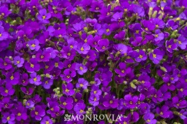 Rokey's Purple Aubrieta