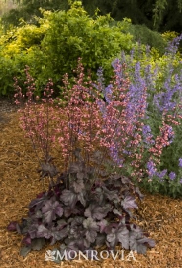 Rose Majesty Coral Bells