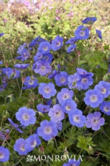 Rozanne Cranesbill