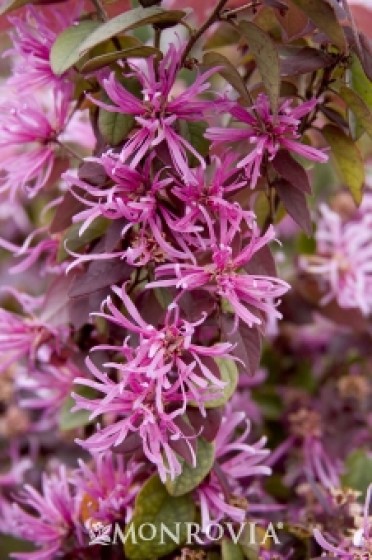 Sizzling Pink Fringe Flower