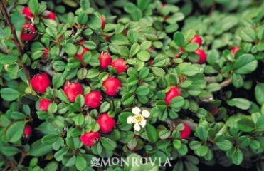 Streibs Findling Cotoneaster