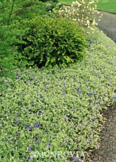 Variegated Common Periwinkle