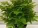 Adiantum Maidenhair Fern