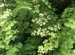 Adiantum Maidenhair Fern_2