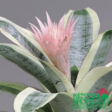 Aechmea 'Pink with white var. leaves Lauren'