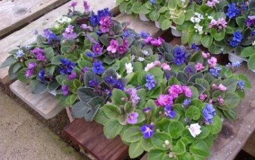 African Violet 