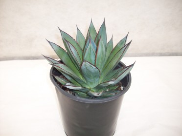 Agave ocahui x attenuata 'Blue Glow'