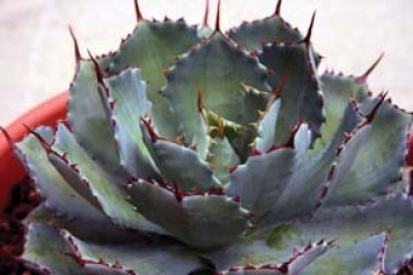 Agave potatorum var. verschaffeltii