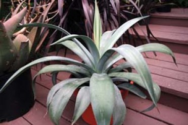 Agave weberi 'Weber's Agave'