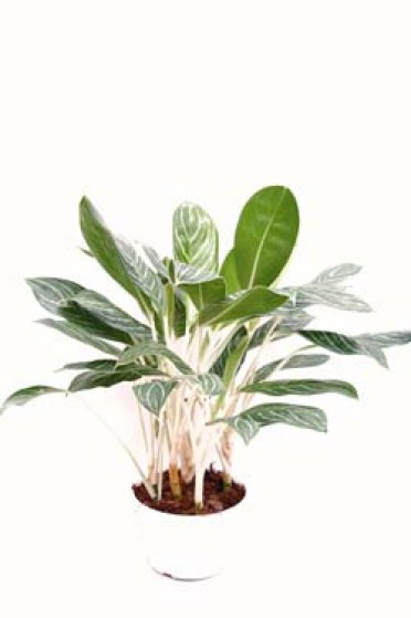 Aglaonema 'Chinese Evergreen Brilliant'