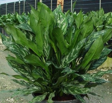 Aglaonema 'Chinese Evergreen Gemini'