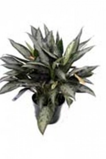 Aglaonema 'Chinese Evergreen Jubilee'