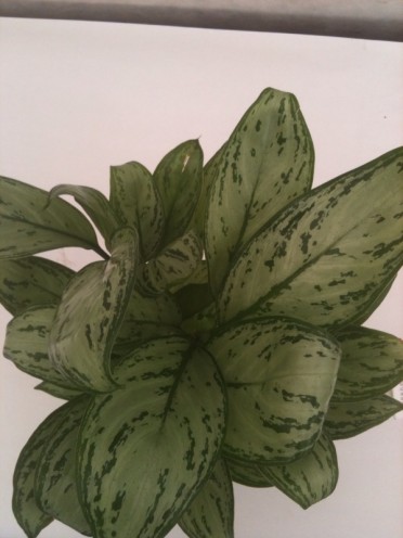 Aglaonema 'Chinese Evergreen Maria Christina'