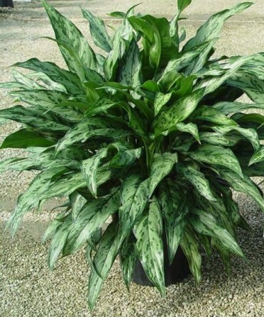 Aglaonema 'Chinese Evergreen Romeo'