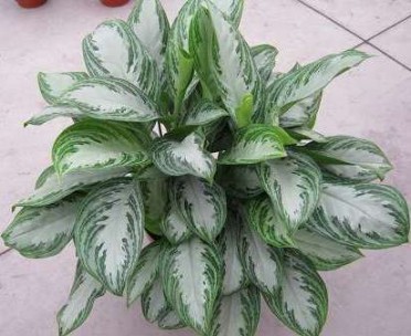 Aglaonema 'Chinese Evergreen Silver Bay'