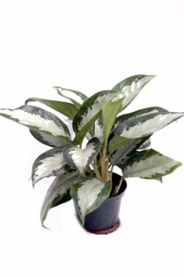 Aglaonema 'Chinese Evergreen Silver Moon'