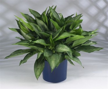 Aglaonema 'Chinese Evergreen Silverado'