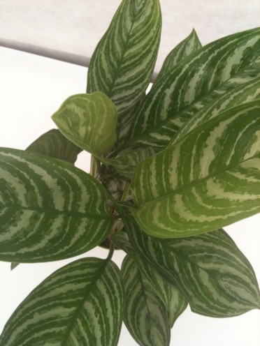 Aglaonema 'Chinese Evergreen Stripes'