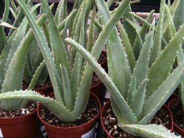 Aloe vera 'Medicine Plant'