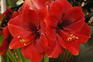 Amaryllis