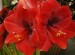 Amaryllis